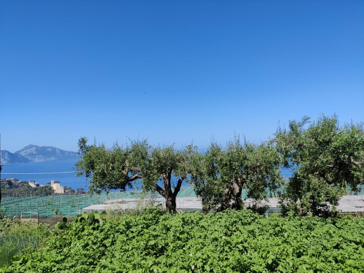 Il Nido Del Gabbiano Apartamento Massa Lubrense Exterior foto